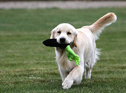 kokopelli golden retrievers ajax