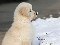 ajax kokopelli golden retrievers