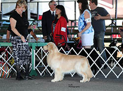 kokopelli golden retrievers ajax