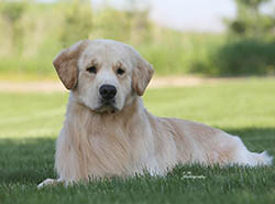 kokopelli golden retrievers ajax