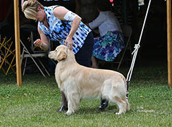 kokopelli golden retrievers ajax