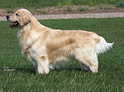 kokopelli golden retrievers flame