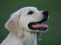 kokopelli golden retrievers flame