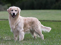 kokopelli golden retrievers flame