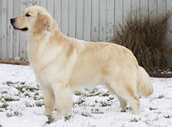 kokopelli golden retrievers flame