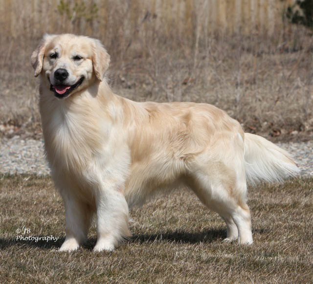 Golden retriever hot sale light golden