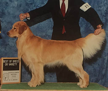 michigan golden retriever breeder kokopelli golden retrievers sire picture