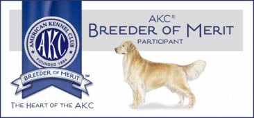 michigan golden retriever breeder kokopelli golden retrievers akc breeder of merit