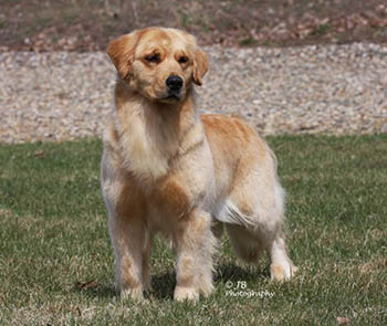 michigan golden retriever breeder kokopelli golden retrievers dam picture