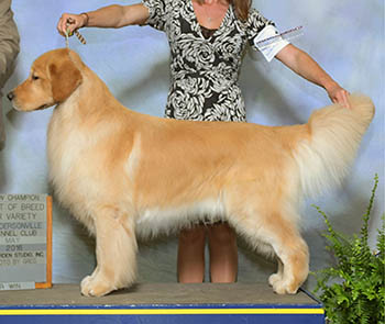 michigan golden retriever breeder kokopelli golden retrievers sire picture