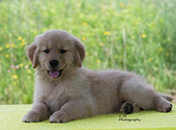 pebbles kokopelli golden retrievers