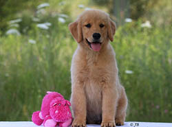 kokopelli golden retrievers pebbles