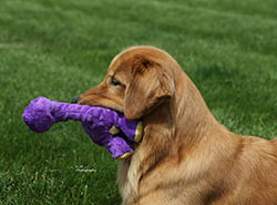 kokopelli golden retrievers pebbles