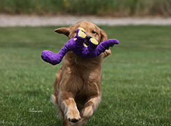 pebbles kokopelli golden retrievers