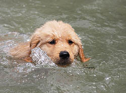 kokopelli golden retrievers pebbles