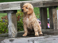 kokopelli golden retriever breeders pebbles