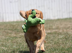 kokopelli golden retrievers pebbles